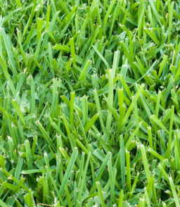 St. Augustine Sod Plugs. 36 Count / 500 Sq Ft