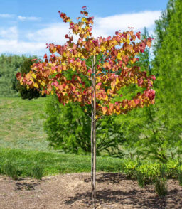 Brighter Blooms Flame Thrower Redbud Tree. 3-4-ft